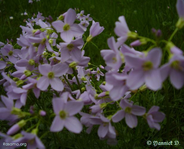 Fleures de Cardamine des Près