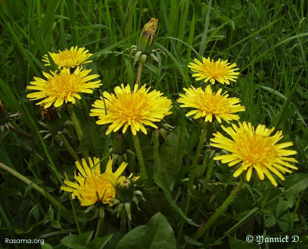 Fleure de Pissenlit