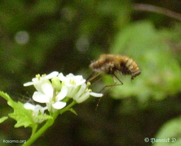 Le même insecte qui re-butine
            la même fleur d’Alliaire
        