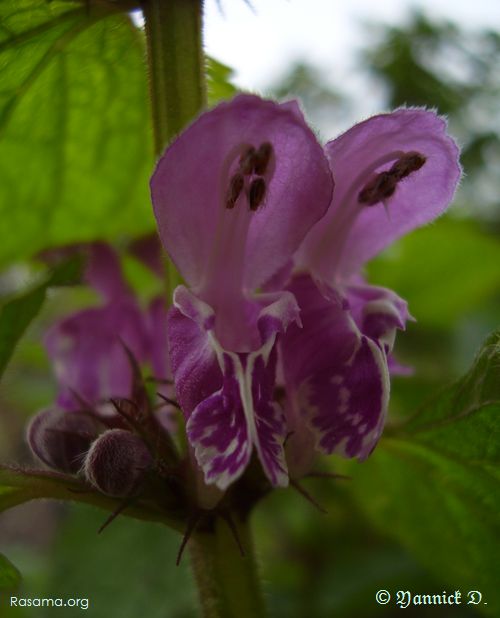 Fleure de Lamier Pourpre