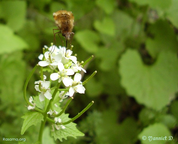 Insecte
                butinant une fleur d’Alliaire
            