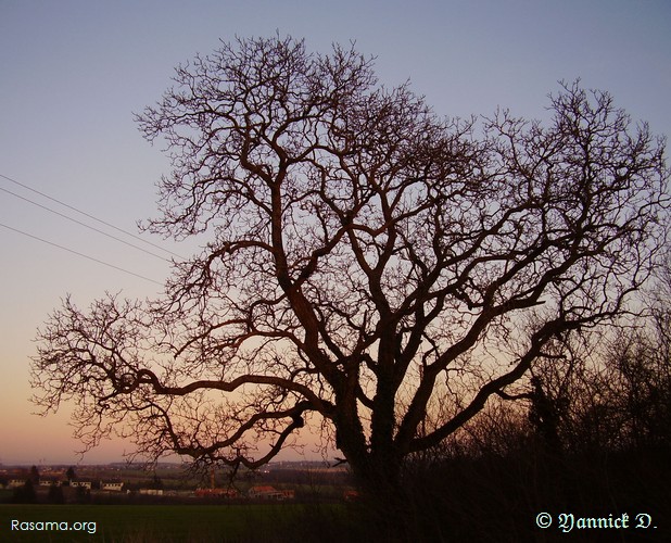 Combien
                de couchés de soleil, de caresses de sa lumière orangé, dans
                la vie de ce vieil arbre ? Couché de soleil sur les hauteurs
                de Metz
            