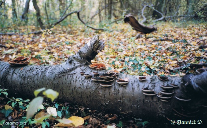 Maman
                tronc-d’arbre mort adore ses petits enfants champignon — Un
                coin de nature sur les hauteurs de Metz
            