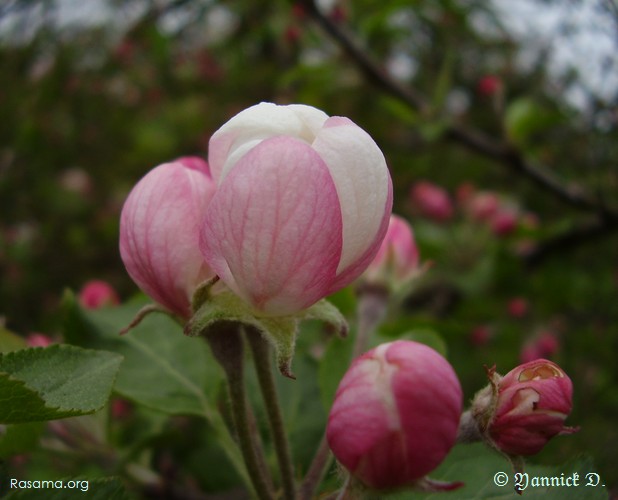 Bouton
de fleur de pommier-sauvage
