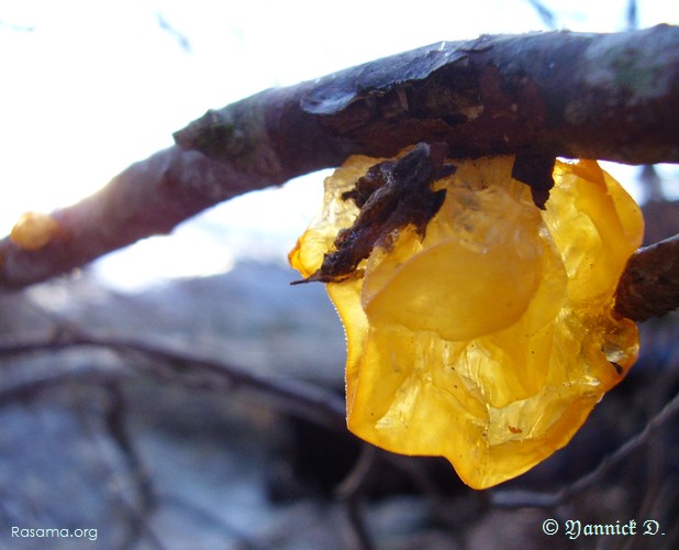 Champignon
                translucide dans la lumière du soleil ( première )
            