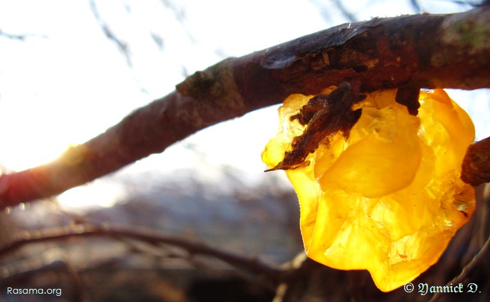 Champignon
                translucide dans la lumière du soleil ( troisième )
            