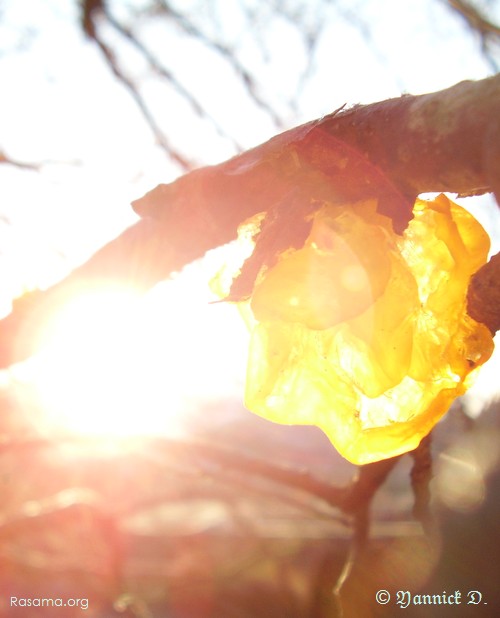 Champignon
                translucide dans la lumière du soleil ( quatrième )
            