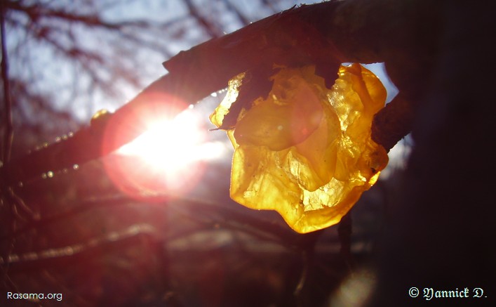 Champignon
                translucide dans la lumière du soleil ( cinquième )
            