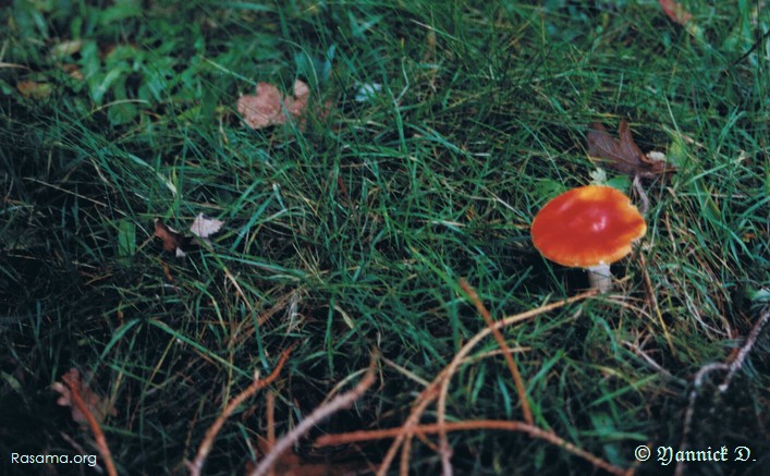 Un
                petit champignon solitaire vous attend pour vous raconter une
                histoire au pied d’un arbre — Petit carré de terre forestière
                dans les Vosges
            