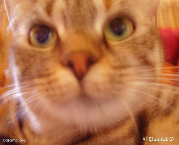 Lumière diffuse
                dans le visage rond d’un chat
            