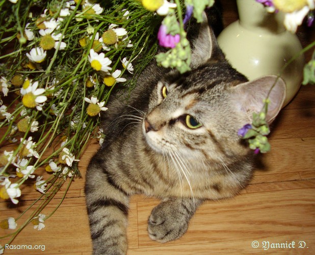 Chat venant
                de renverser à moitié un bouquet de camomilles
            