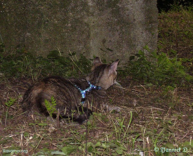 Chat
                domestique à l’allure sauvage
            