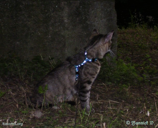 Chat
                domestique à l’allure sauvage ( bis )
            