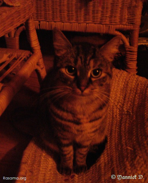 Jeune
                chatte assise sur un panier à commissions en osier
            