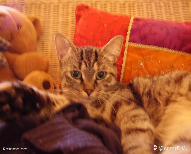 Ambiance
                orientale avec Chat, Coussin et peluche ( 1 sur 4 )
            