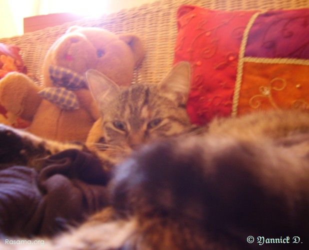 Ambiance
                orientale avec Chat, Coussin et peluche ( 2 sur 4 )
            