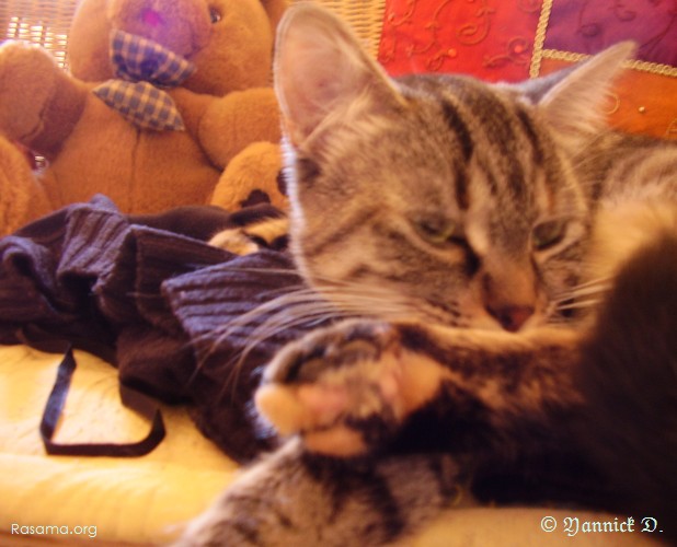 Ambiance
                orientale avec Chat, Coussin et peluche ( 4 sur 4 )
            