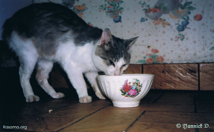 Chat rustique
                avec une gamelle selon les moyens du bord
            