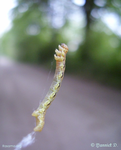 La
                chenille s’envole sur son fil de soie — Un coin de nature au
                nord de Metz
            