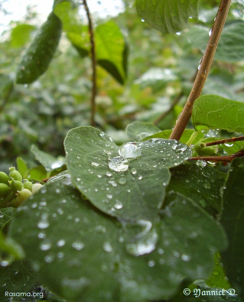 Gouttes
de pluie ou grosses gouttes de rosée — Bord de la Moselle à
Metz