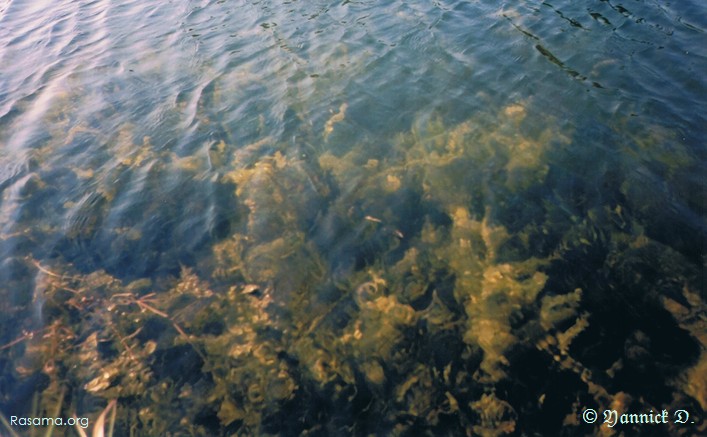 Fond de bord de
                fleuve au soleil — À l’entrée de la ville de Metz
            