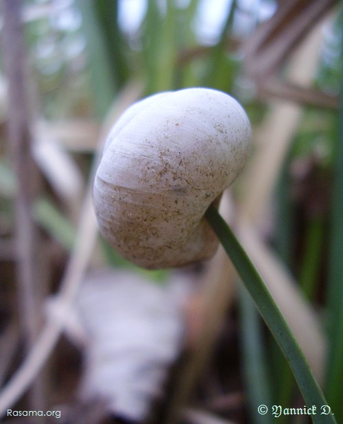 Est-ce
                la main de la nature, une main humaine, ou l’œuvre de l’escargot
                ? Proximité de Metz
            