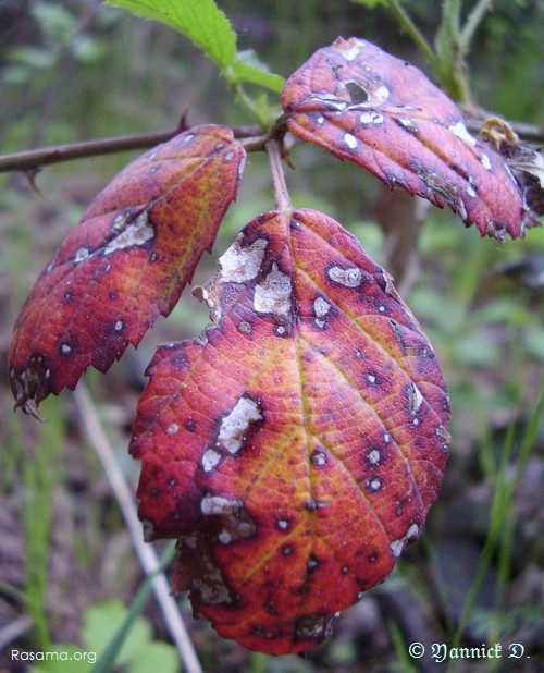 L’automne
et sa pluie qui mouille, fait faire la rouille à cette petite
pousse de mûrier — Nature aux abords de Metz