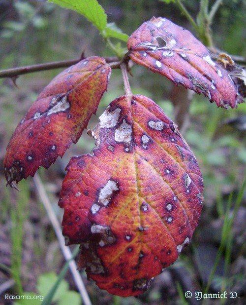 L’automne
                et sa pluie qui mouille, fait faire la rouille à cette petite
                pousse de mûrier — Nature aux abords de Metz
            