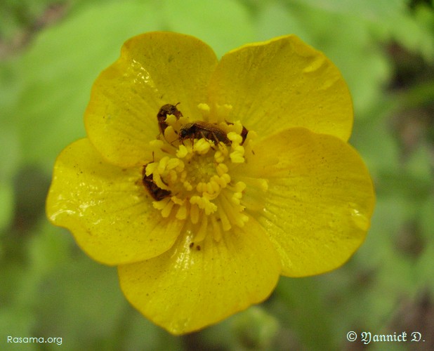 La
                famille Insecte habite un Bouton d’Or
            