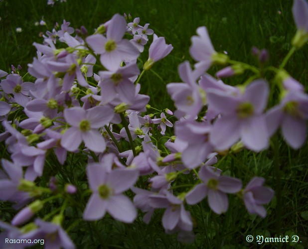 Fleur
                de cardamine-des-prés
            