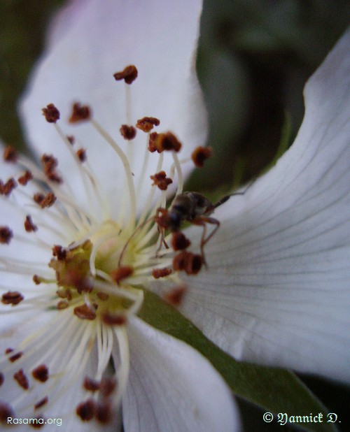 Insecte
                pataugeant dans la corolle d’une fleur ( bis )
            