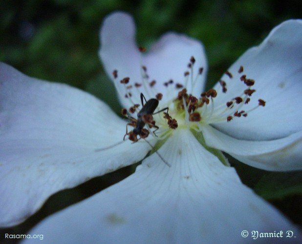 Insecte
                pataugeant dans la corolle d’une fleur
            