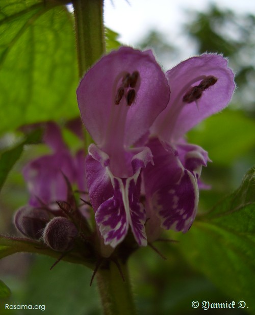 Fleur
                de lamier-pourpre
            