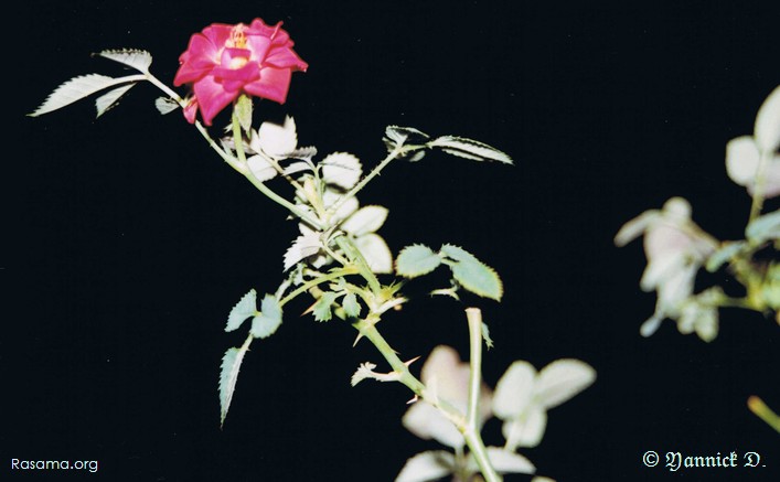 Rose qui danse
— Rose naine en pot