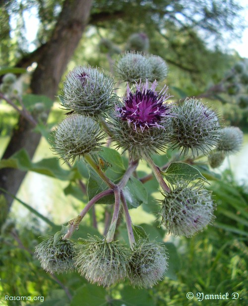 Fleur
                de chardon ( bis )
            