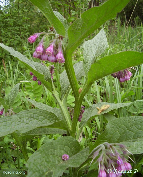 Pied
                de consoude en fleurs
            