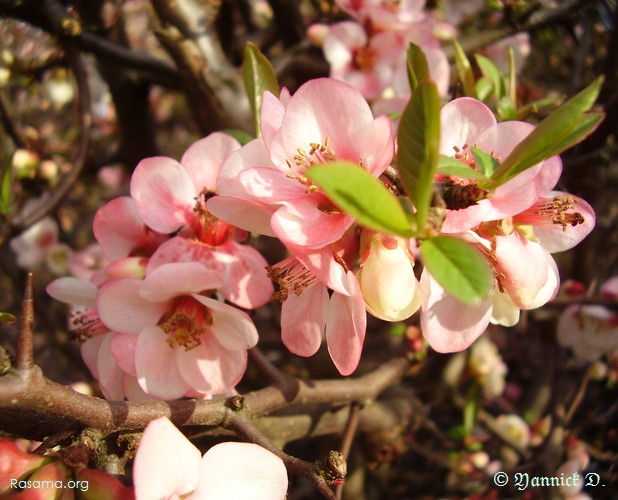 Fleurs
d’ornementation urbaine ( bis ) — Metz — Bords de
la Moselle