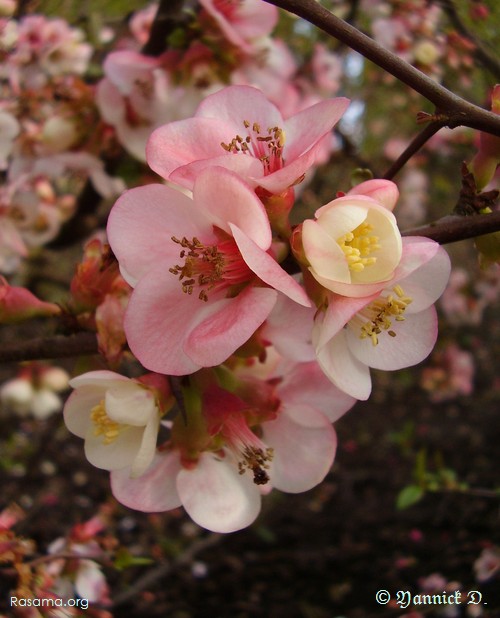 Fleurs
d’ornementation urbaine ( ter ) — Metz — Bords de
la Moselle