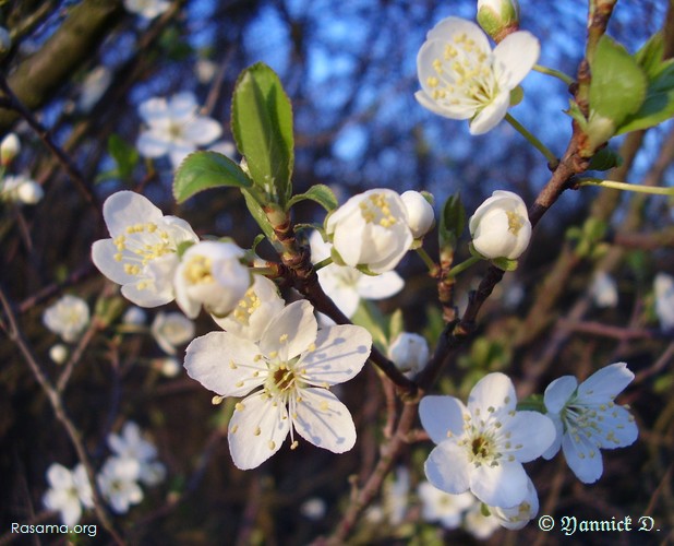 Fleurs
                de cerisier sauvage ( bis ) — Hauteur de Metz
            