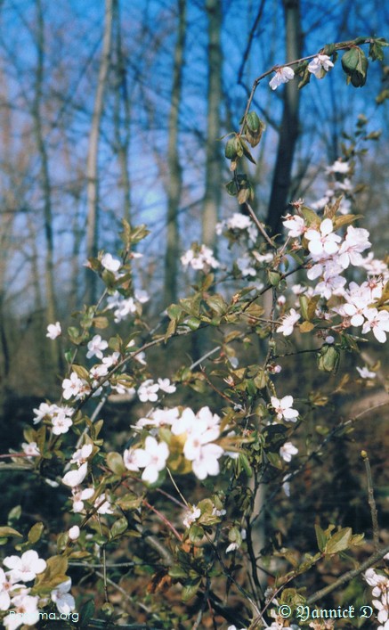 Fleurs
                de cerisier sauvage — Hauteur de Metz
            