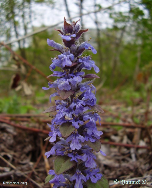 Fleurs
                de lierre-terrestre
            