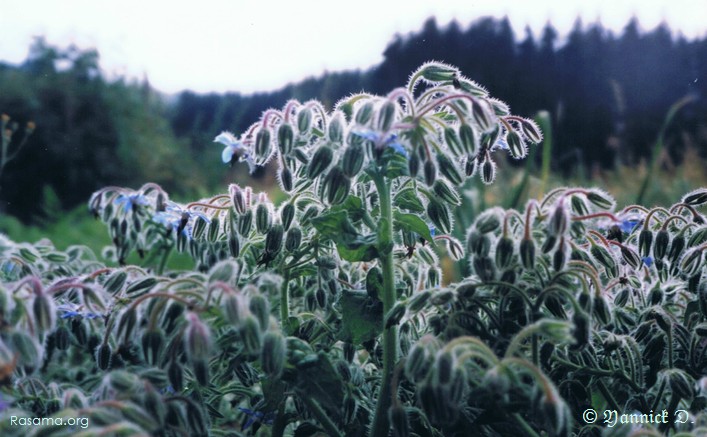 Fleurs
de mâche ( une variété de salade ) — dans un jardin
des Vosges