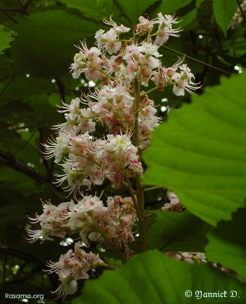 Fleurs
                arrivées à maturité
            