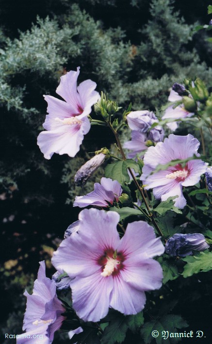 Fleurs d’ornementation
                urbaine
            