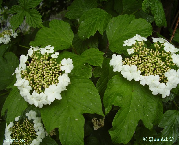 Fleurs
                d’ornementation urbaine
            