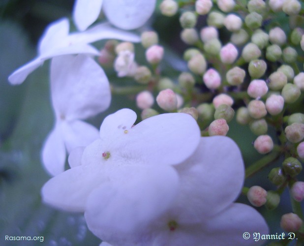 Dans
                les ailes d’un ange —Fleur d’ornementation urbaine
            