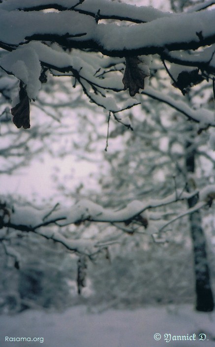 Il fait
                froid et le plafond est bas — Vosges — un bois l’hiver entre
                Granges et Corcieux
            