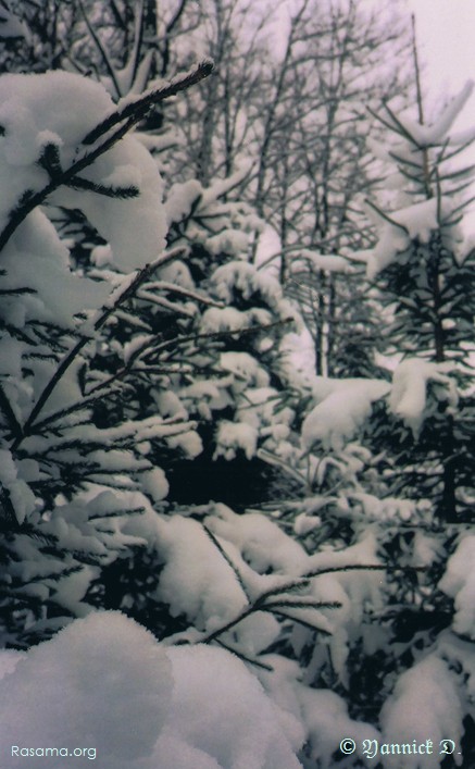 Vosges
                — un bois entre Granges et Gerardmer sur la route du Kertoff
                ( une crête )
            