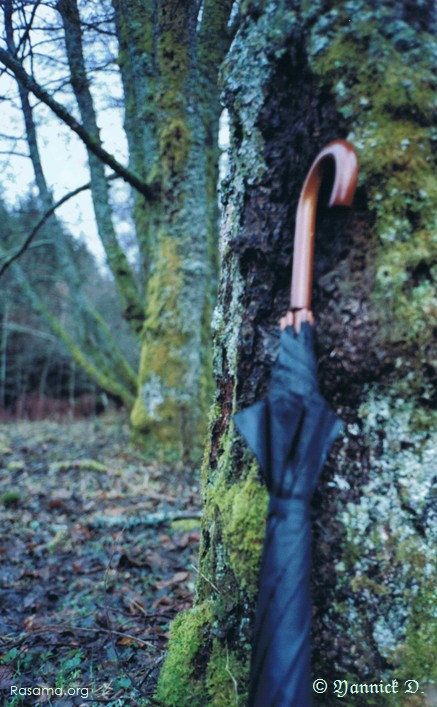 Le
                petit animal parapluie se cache, il a peur des animaux de la
                forêt — Bord d’un bras de la Vologne dans les Vosges
            