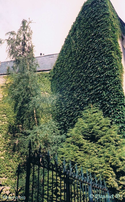 Lierres habillant
                un mur — Metz — Contrebas d’un chemin longeant la Moselle
            